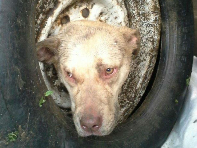 firefighters-rescue-a-dog-whose-head-got-stuck-inside-a-wheel-rim