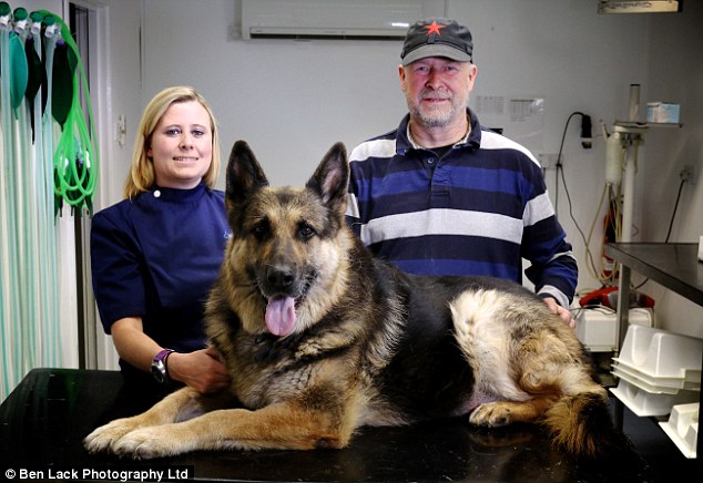 german-shepherd-dog-undergoes-emergency-surgery-to-remove-the-swallowed-six-golf-balls