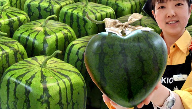 japan-natives-are-interested-in-odd-shaped-watermelons