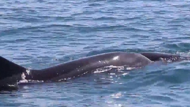 mother-dolphin-tries-to-revive-her-calf-from-the-sea-near-rome