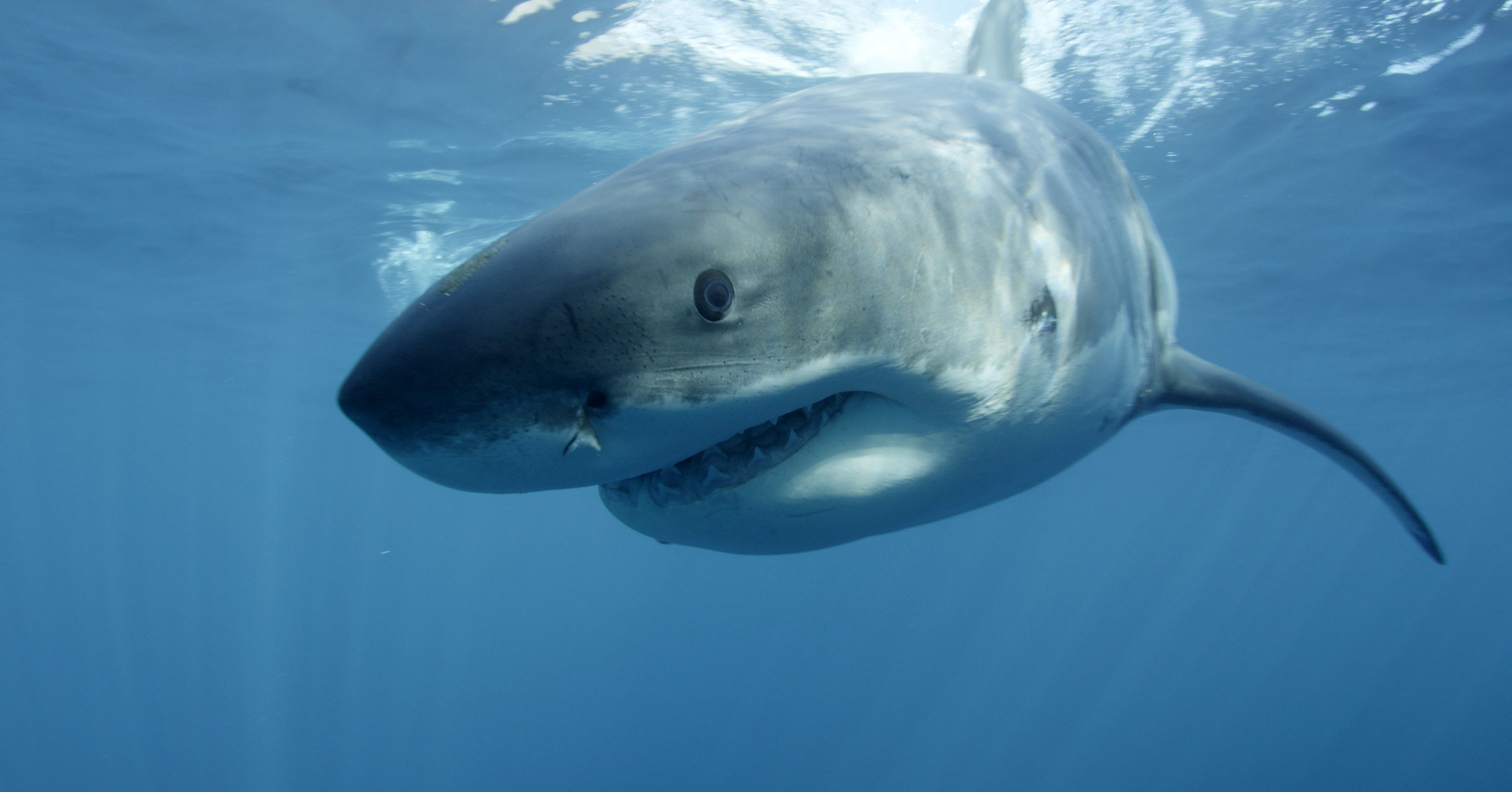 swimmer-killed-by-shark-while-diving-off-australian-coast