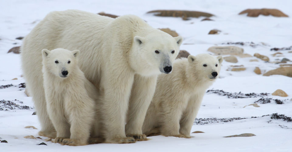 u-s-floats-draft-recovery-plan-for-threatened-polar-bears