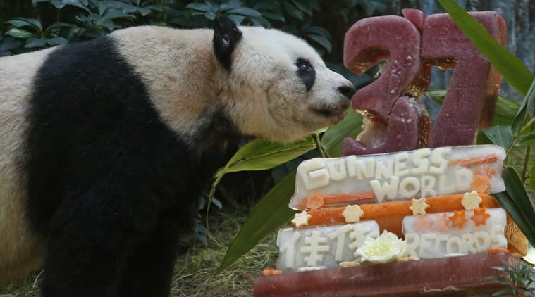 worlds-oldest-panda-celebrates-its-37th-birthday