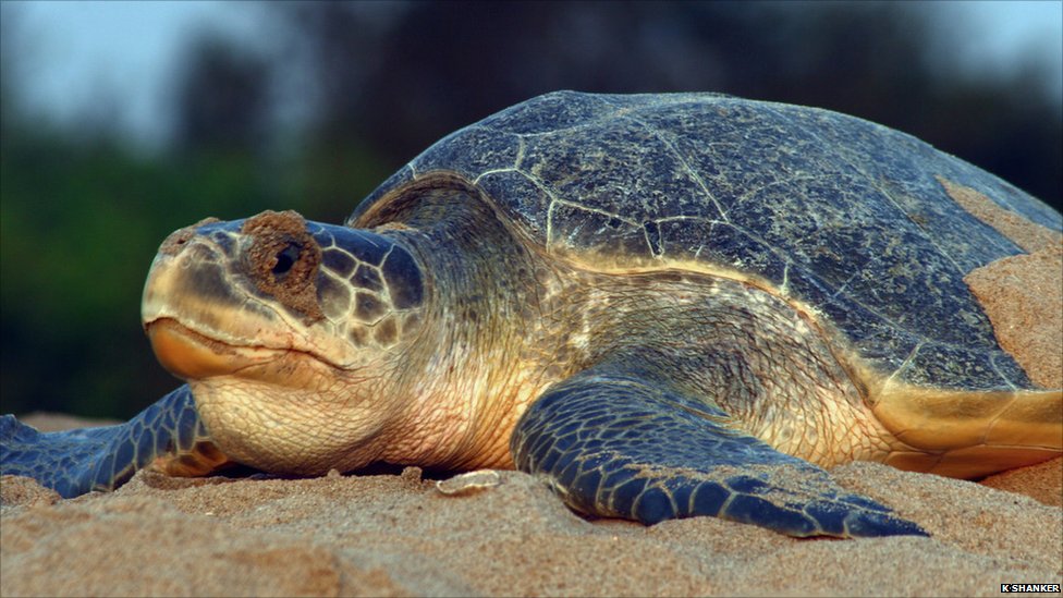 olive-ridley-turtle-rescued-from-sea-near-surat