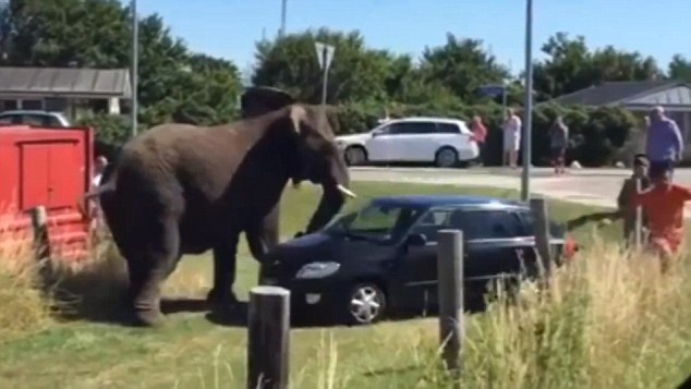 violent-elephants-smash-up-a-car-and-terrorize-tourists-at-a-beach-in-denmark