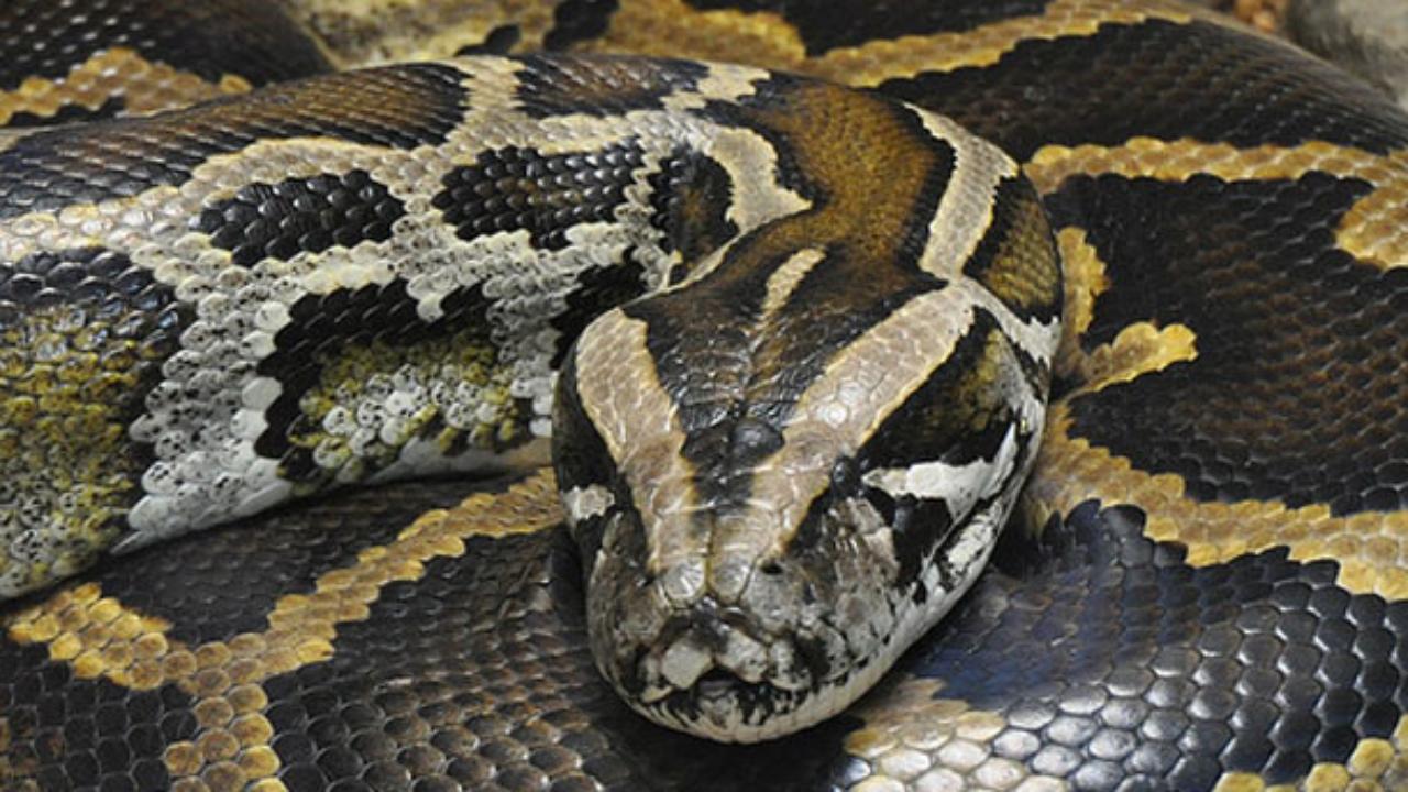 18-foot-burmese-python-captured-in-florida