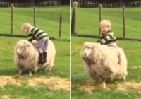 A cute toddler tries to ride on a sheep