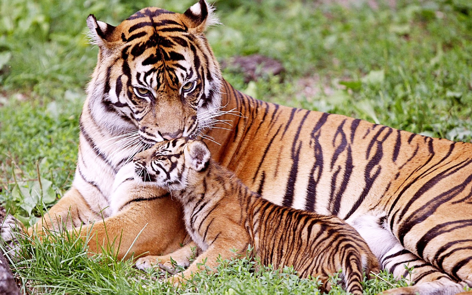 bangladesh-police-kill-six-tiger-hunters
