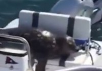 Cunning seal escapes from killer whales by di