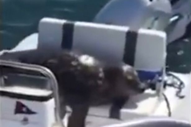 cunning-seal-escapes-from-killer-whales-by-diving-on-to-nearby-small-boat