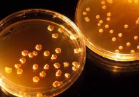 NASA to support academic studies that could t