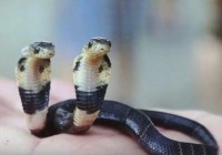 Rare two-headed Cobra becomes the center of a