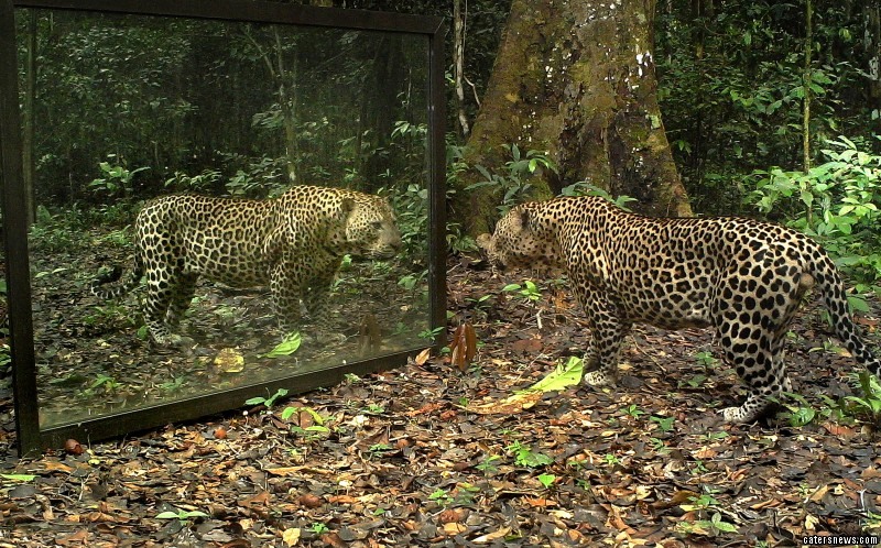 reactions-of-wild-animals-over-their-own-mirror-reflections-are-traced-out