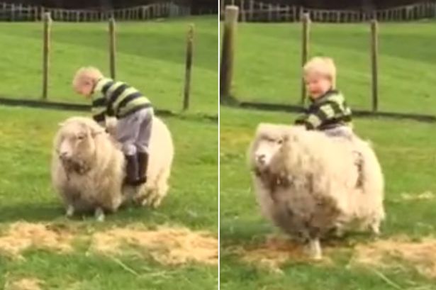 a-cute-toddler-tries-to-ride-on-a-sheep