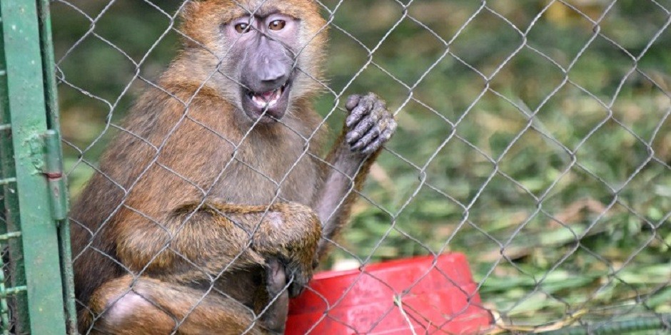 baboon-stolen-from-macedonia-zoo-brought-back
