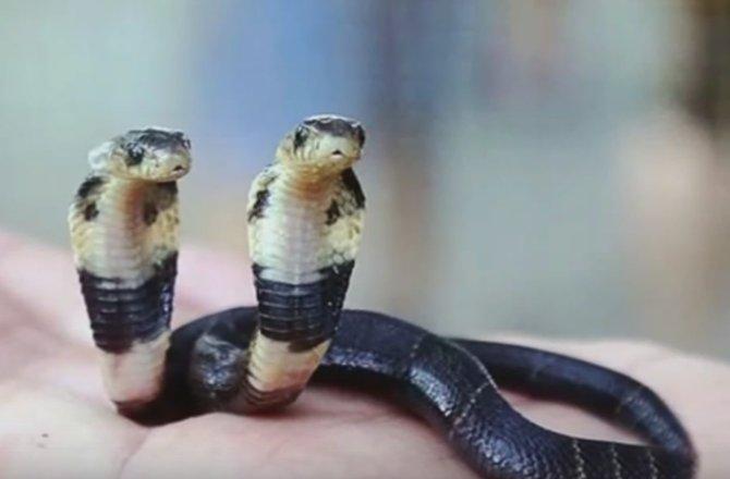 rare-two-headed-cobra-becomes-the-center-of-attraction-in-chinese-zoo