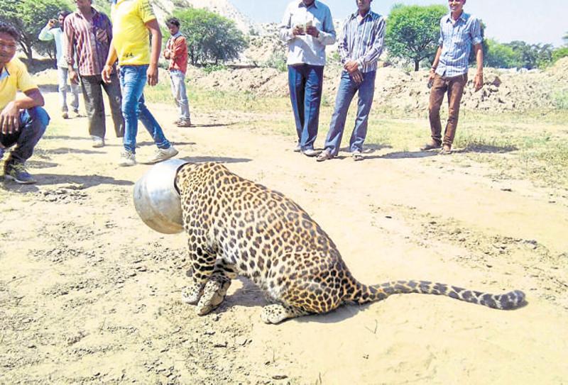 a-thirsty-leopard-gets-its-head-stuck-in-a-pot