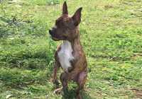 kangaroo-dog-wants-to-play-like-a-regular-pup