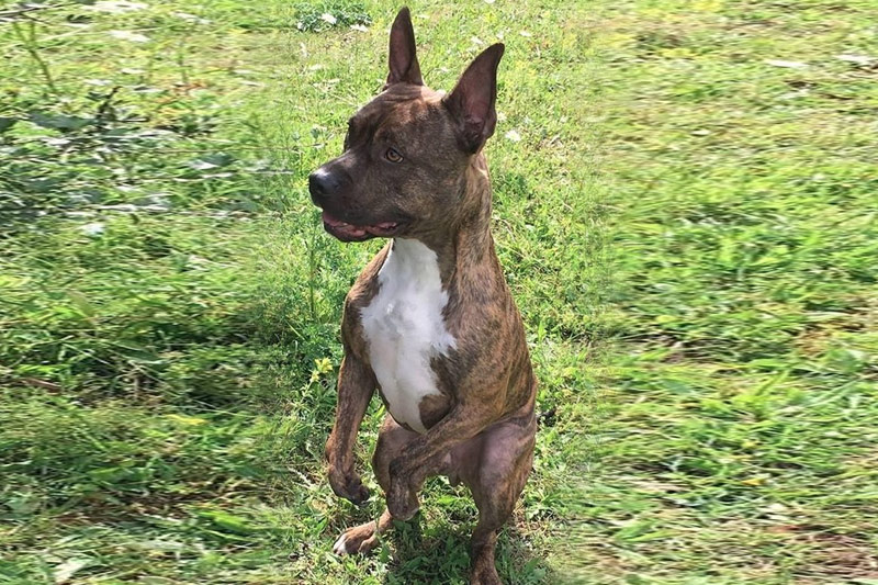 kangaroo-dog-wants-to-play-like-a-regular-pup