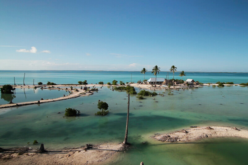 ghost-forests-emerge-as-rising-seas-kill-trees