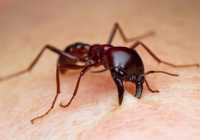 34-home-remedies-for-ant-bites-swelling-and-itching
